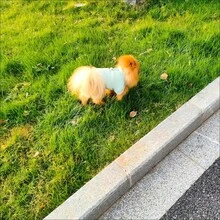 Fluffy Fleece Dog 4-Legged Pajama, Cozy Warm Winter Pet Jumpsuit For Small Dogs & Cats, Teddy Dachshund Pug - Green - View 4