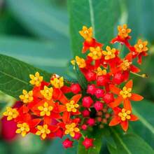 Asclepias curassavica, semillas de flores de primera calidad, 200 piezas, atrae mariposas - 200 piezas - Ver 4