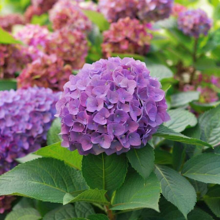 50 Semillas de Hortensia para plantar, decoración de jardín, plantas de exterior, flores para plantar, adecuadas para amantes de las plantas como un regalo de la naturaleza. - 50 piezas - Ver 1