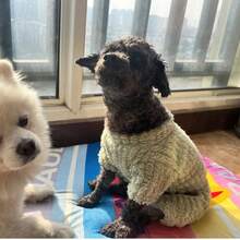 Fluffy Fleece Dog 4-Legged Pajama, Cozy Warm Winter Pet Jumpsuit For Small Dogs & Cats, Teddy Dachshund Pug - Green - View 5