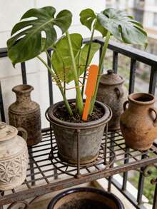 1pc Gold Minimalist Plant Stem Support Ring, Reusable Metal Plant Stand Suitable For Monstera, Ivy, Indoor Potted Plants, All Season Gardening Tool - Monstera Leaves - View 9