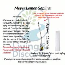 Meyer Lemon Tree Live Plant - 10-12" Tall | Dwarf Fruit Tree For Indoor & Outdoor | Delicious Sweet Lemons | Potted Container Patio Garden | Easy Care Gift For Gardeners, Home & Kitchen - 1 cây con chanh Meyer - Xem 6