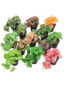1 cây dây leo giả 18 lá, cao 16cm, trang trí chậu hoa giả thu nhỏ, cây cảnh bonsai xanh sống động như thật cho phòng khách. - màu xanh lá - Xem 5