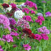 1000 Mixed Sweet William Flower Seeds For Planting - 種子 - 查看 3
