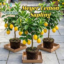Meyer Lemon Tree Live Plant - 10-12" Tall | Dwarf Fruit Tree For Indoor & Outdoor | Delicious Sweet Lemons | Potted Container Patio Garden | Easy Care Gift For Gardeners, Home & Kitchen - 1 cây con chanh Meyer - Xem 1