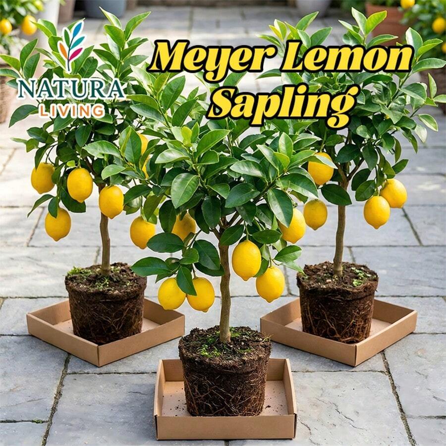 Meyer Lemon Tree Live Plant - 10-12" Tall | Dwarf Fruit Tree For Indoor & Outdoor | Delicious Sweet Lemons | Potted Container Patio Garden | Easy Care Gift For Gardeners, Home & Kitchen - 1 cây con chanh Meyer - Xem 1
