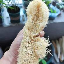 1PC Natural Loofah Scrubber - Multi-Purpose Cleaning Tool, for Kitchen/Bathroom Surface and Body Spa Daily Cleansing - 1 unidad - Ver 7