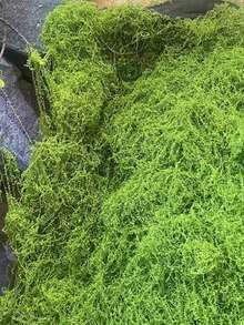 1包 30克/50克/100克/200克/500克 人造苔藓，用于家居装饰，模拟苔藓微景观布置，草坪，盆栽植物 - 彩色 - 查看 6