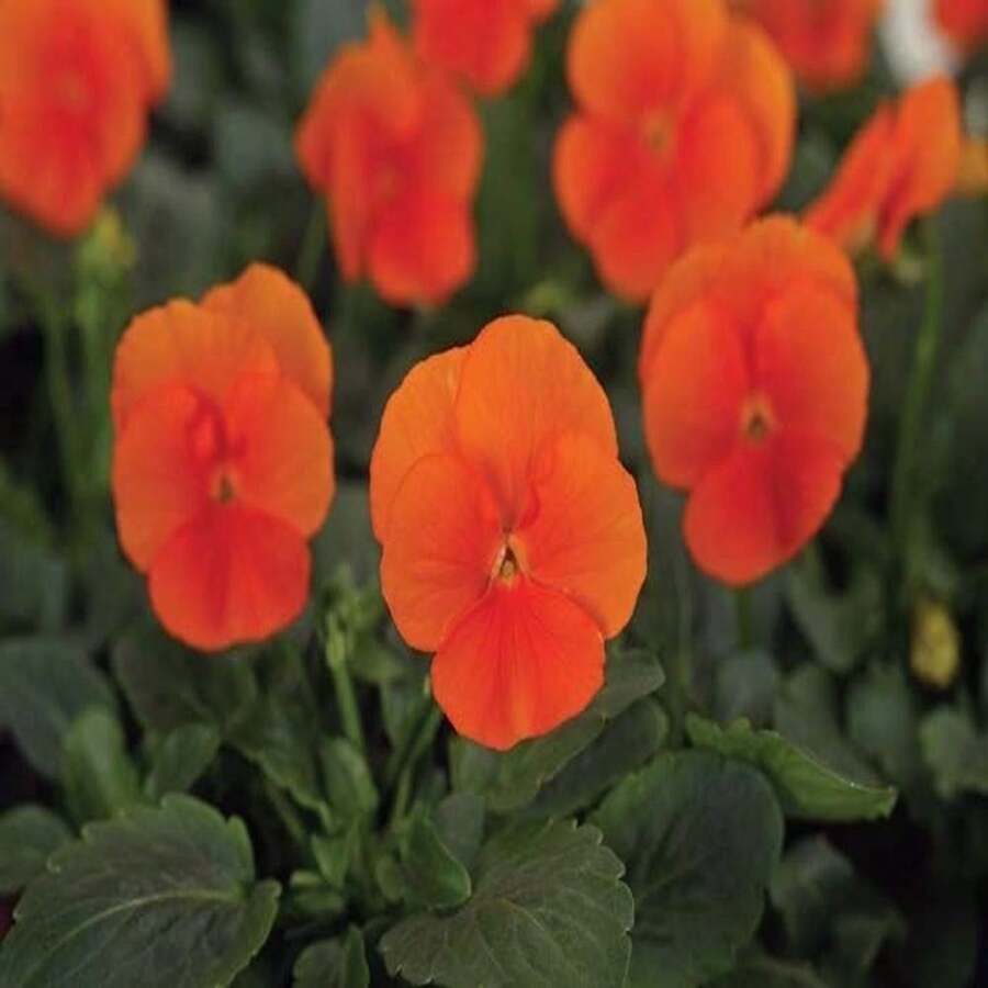 Semillas de Sorbet Viola Naranja Oscuro, Violaceae Halloween VL1025 - SEMILLA - Ver 1