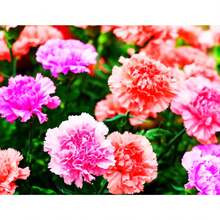 174 piezas de semillas de clavel mixtas - Hermosas flores para plantar en el jardín de tu casa - Perennes, tradicionales, sin OMG, para exteriores e interiores - 174 - Ver 3