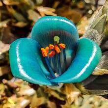 Semillas de Zafiro Raras con una Rica Fragancia, Resistentes al Frío, Atraen Mariposas y Abejas – Altamente Decorativas y Fáciles de Cultivar - 100 piezas/semillas - Ver 3