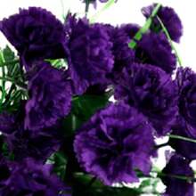 200 Dark Purple Carnation Seeds Dianthus Flower Four-Day Flower Seeds - Biến thể 1 - Xem 1