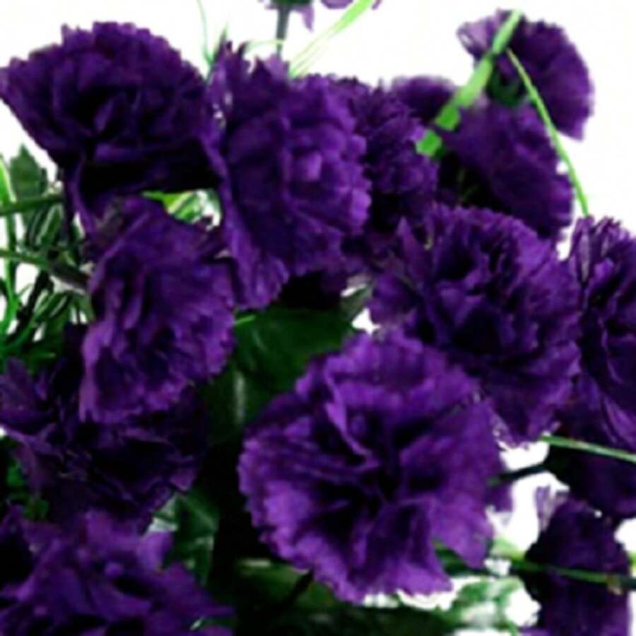 200 Dark Purple Carnation Seeds Dianthus Flower Four-Day Flower Seeds - Biến thể 1 - Xem 1