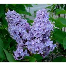 210 semillas de flor de cerezo de madera japonesa extremadamente fragantes, flores de cerezo de lavanda - 210 - Ver 1