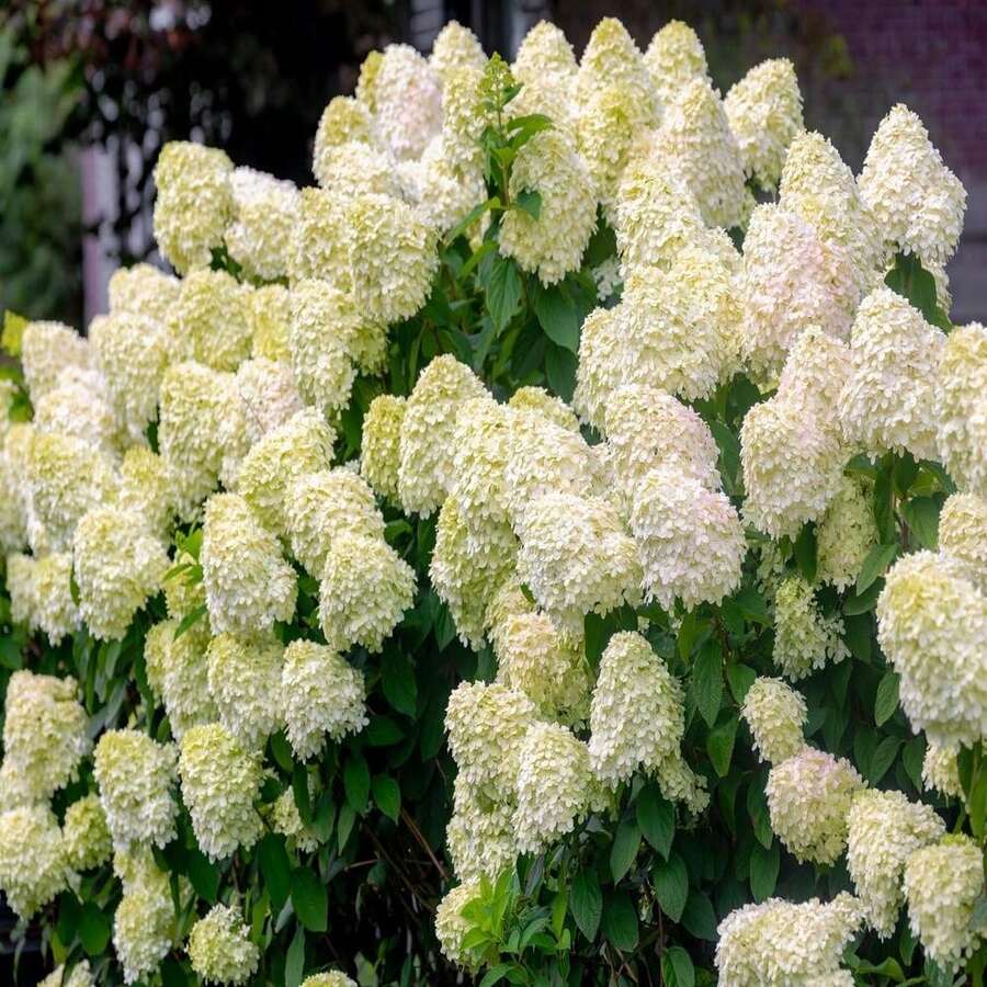 Outdoor Decor - SEED - View 1