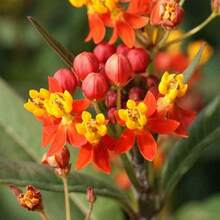 Asclepias curassavica, semillas de flores de primera calidad, 200 piezas, atrae mariposas - 200 piezas - Ver 2