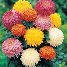 2000 Chrysanthemum Flowered Seeds Home Yard Garden Plant Decoration---High Germination Rate - 2000pcs-seed - View 1
