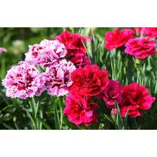 174 piezas de semillas de clavel mixtas - Hermosas flores para plantar en el jardín de tu casa - Perennes, tradicionales, sin OMG, para exteriores e interiores - 174 - Ver 5