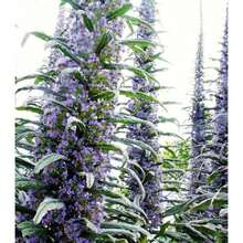 Outdoor Decor - SEED - View 1