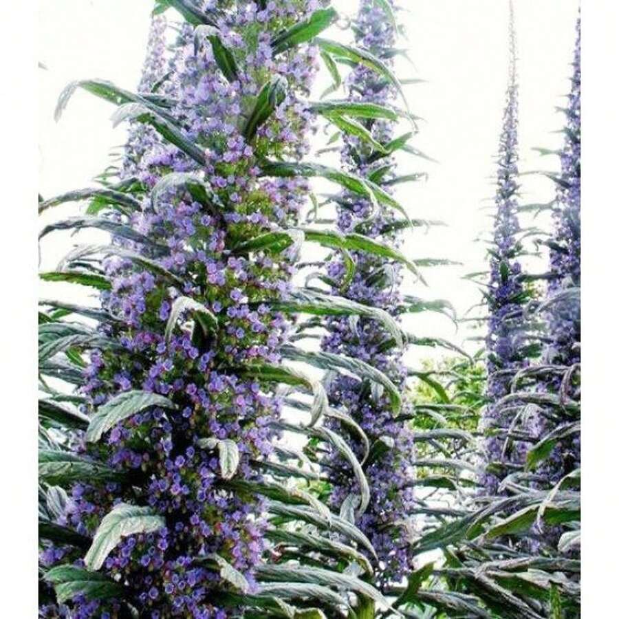 Outdoor Decor - SEED - View 1