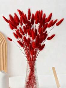 Red Rabbittail Grass