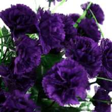 200 Dark Purple Carnation Seeds Dianthus Flower Four-Day Flower Seeds - Biến thể 1 - Xem 3
