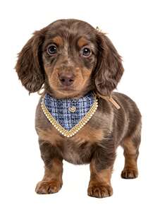 1pc Pet Bandana Collar, Small Dog Puppy Teddy Pomeranian Accessories, Spring/Summer Scarf - Blue - Multicolor - View 2