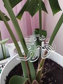 1件裝室內植物莖部支撐架,可輕鬆打造花朵造型植物排列,防止枝條向下生長,多方向可調室內植物架,戶外園藝用品,適用於居家與花店裝飾配件 - 多款式 - 查看 9
