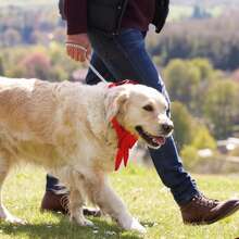 Collar de perro de tela de terciopelo con correa de perro y corbata de moño, collares básicos de perro suaves y de liberación rápida para perros pequeños y medianos, correa de perro resistente para perros grandes para uso diario - diseño y sencillo para un control confiable - azul real - Ver 6