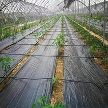 黑色加厚PP园艺布 - 屏障布、覆盖布，1片装，适用于花卉、蔬菜和庭院 - 预防和草坪养护，农业用地覆盖 - 1件 - 查看 7