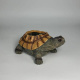 Tortuga