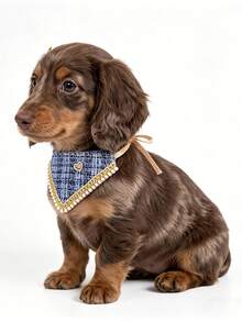 1pc Pet Bandana Collar, Small Dog Puppy Teddy Pomeranian Accessories, Spring/Summer Scarf - Blue - Multicolor - View 1
