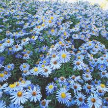 172 piezas de semillas de achicoria azul cielo, flores perennes cortadas, resistentes a la sequía para atraer mariposas, borde de parterre, jardín rocalla, casa de campo al aire libre - 172 - Ver 1