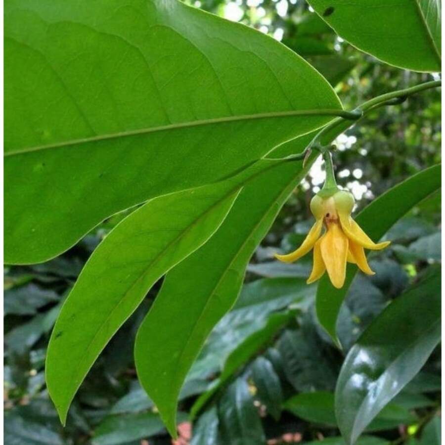 200 semillas de ylang ylang - ylang ylang (Cananga odorata) - 200 piezas - Ver 1