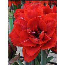 Outdoor Decor - Red - View 8