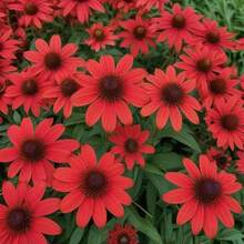 Semillas de flores de regalo, 100 piezas, 50 semillas de coneflor rojo brillante, Echinacea, flor perenne, semillas de flores para jardín, paisajismo, mariposas, colibríes, abejas, flores, VENDEDOR DE EE. UU. - 100 unidades de semillas - Ver 2