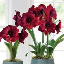 Outdoor Decor - Red - View 9