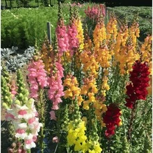 Mezcla de Semillas de Snapdragon 110, los Snapdragon son adecuados para todo tipo de jardines domésticos y flores cultivadas, son semillas patrimoniales no modificadas genéticamente que atraen a los polinizadores.Semillas Pre-germinadas - 110 piezas/mezcla de colores - Ver 3