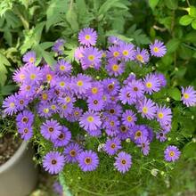 185 piezas de semillas de crisantemo mixtas - Perennes duras y coloridas con flores de larga duración |   El Regalo Perfecto para Amantes del Polen y Jardineros - 185 - Ver 2