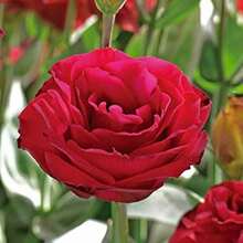 198 Semillas de Flores Rojas - Flores Bicolor No Modificadas Genéticamente - Ideales para Cultivo de Flores - 198 - Ver 1
