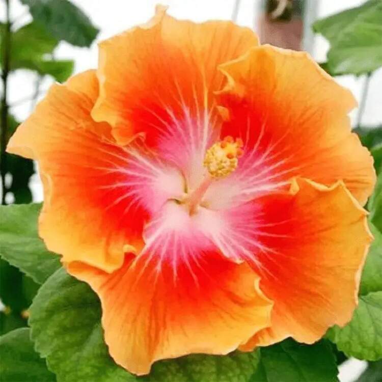 212 piezas de cacahuetes raros y coloridos con flores extremadamente grandes de color rojo y amarillo, una planta esencial para el jardín. Amada por las familias, es una flor grande y cálida. - 212 piezas - Añade 4