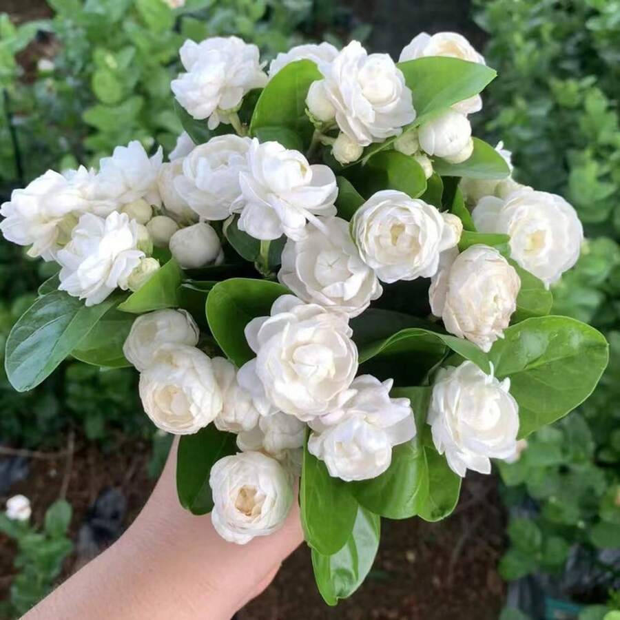 Semillas de jazmín, semillas de flores blancas para jardín familiar, semillas de flores perennes para exteriores, semillas de cobertura de suelo perennes, semillas de césped trepador, plantas de interior para exteriores, semillas de flores para plantar, semillas de hierbas medicinales, semillas de vegetales, semillas de frutas, semillas para horticultura de jardín. - 50 piezas/semillas - Ver 1