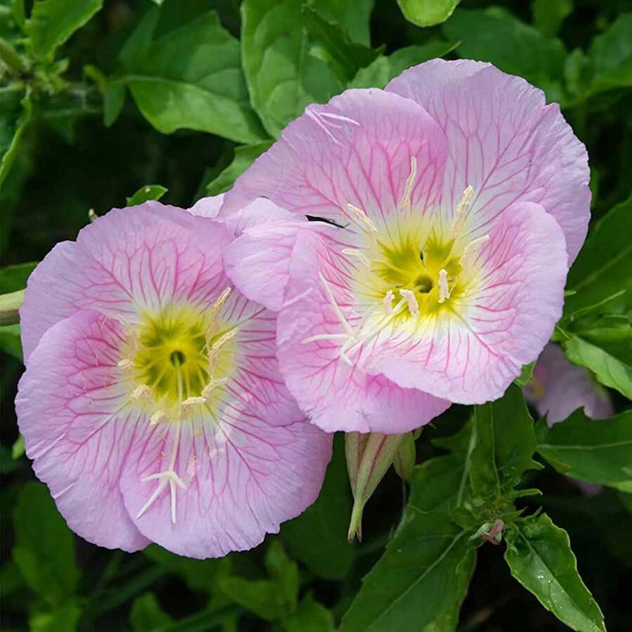 144 Semillas de Margarita Rosa, Margaritas Perennes Atraen Mariposas, Resistentes a la Sequía - 144 - Ver 1