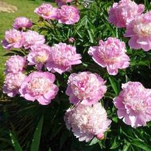 288 Piezas de Semillas de Peonía de Variedades Tradicionales para Bonsái, Plantas Coloridas y Atractivas, Aromáticas y Fáciles de Cultivar en Interiores, Semillas de Flores - 288 piezas - Ver 6