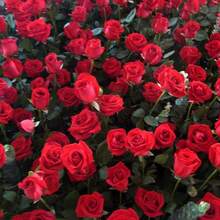 Outdoor Decor - 1000PCS - View 3