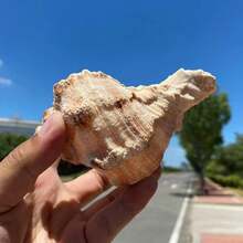 天然海螺壳、红口千手螺、麒麟螺、标本收藏、鱼缸造景、家居橱柜装饰、家居摆件、家居装饰水族箱摆件、天然海螺壳枇杷螺标本收藏、鱼缸景观装饰、家居橱窗展示、招财装饰 - 1PC - 查看 4