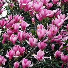 Plantas y Flores: Árbol de Magnolia Rosa y Morado, Mezcla Fragante Magnol Liliiflora - 69 unidades/semillas - Ver 4