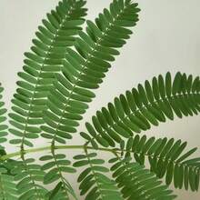 Outsidepride 1000 Semillas Anuales de Mimosa Pudica, Semillas de Flores de Plantas Sensibles para Plantar – Lleva el Encantador Mundo de la Mimosa a tu Espacio - Rosa - Ver 9
