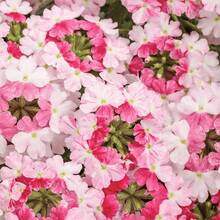 145 piezas de semillas de flores Venn para plantar - Flores de ...