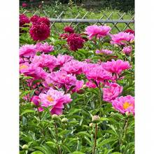 288 semillas de peonía china, semillas de peonía de las cuatro estaciones, para plantar peonías blancas, flores de barro, hierbas, arbustos, plantas perennes de jardín, para plantar en el propio patio o granja. - 288 piezas - Ver 5